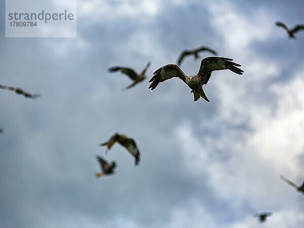 Schwarm Rotmilane (Milvus milvus) im Flug  halten Ausschau nach Beute  dramatischer Wolkenhimmel  Gegenlicht  Wales  Großbritannien  Europa