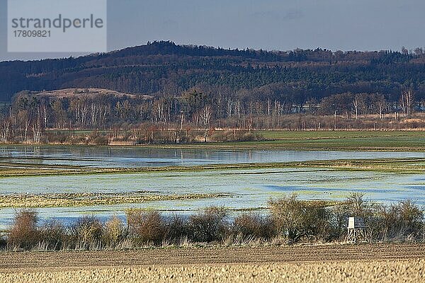 Temporär überstaute Wiesen  Rastbiotop für Watvögel  Rastbiotop für Limikolen  Naturpark Flusslandschaft Peenetal  Mecklenburg-Vorpommern  Deutschland  Europa