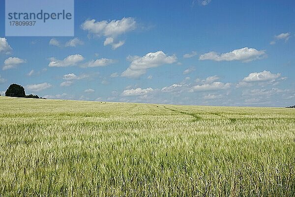 Oberlausitzer Sommerlandschaft  Oberlausitz  Sachsen  Deutschland  Europa