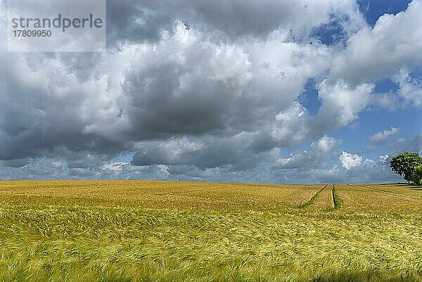 Regenwolken (Nimbostratus) über einem Gerstenfeld (Hordeum vulgare)  Rhena  Mecklenburg-Vorpommern  Deutschland  Europa