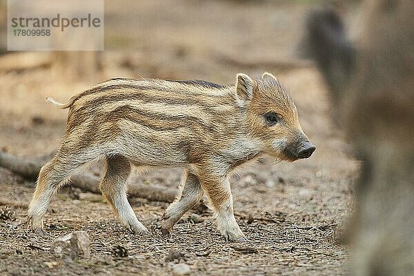 Frischling  Wildschwein (Sus scrofa) in einem Wald  Bayern  Deutschland  Europa