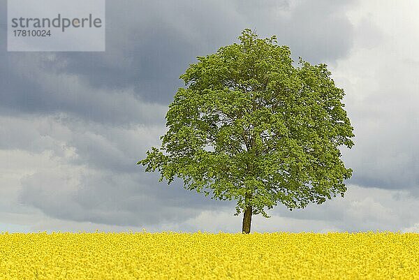 Ahorn (Acer)  Solitärbaum an einem blühenden Rapsfeld (Brassica napus)  Nordrhein-Westfalen  Deutschland  Europa