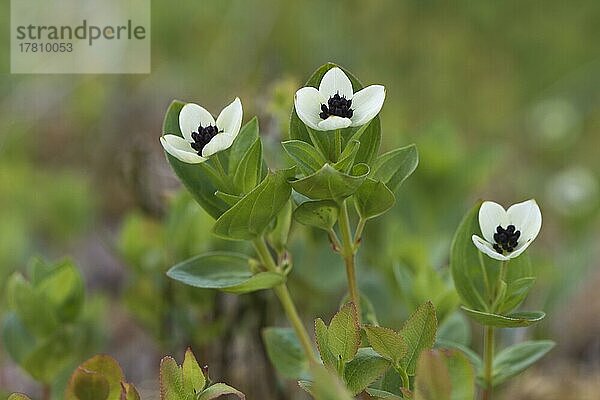 Schwedischer Hartriegel (Cornus suecica)  Kvaloya  Norwegen  Europa