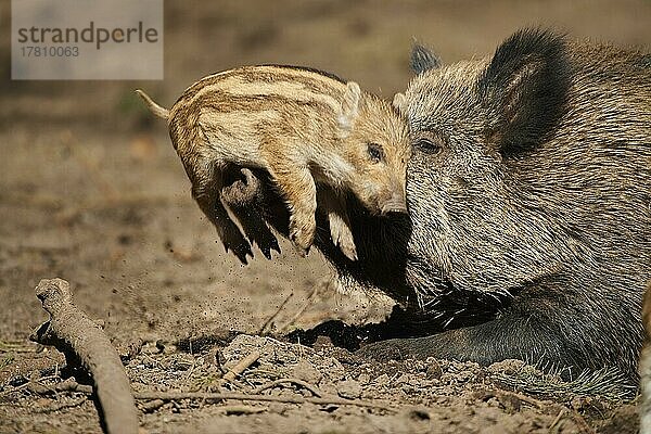 Wildschwein (Sus scrofa) mit ihrem Frischling (Quietscher) in einem Wald  Bayern  Deutschland  Europa