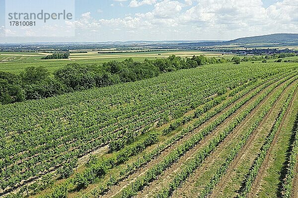 Landschaft im Sommer mit Weingärten  Grenzland  Weinviertel  Hadres  Niederösterreich  Österreich  Europa