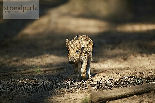 Frischling  Wildschwein (Sus scrofa) in einem Wald  Bayern  Deutschland  Europa