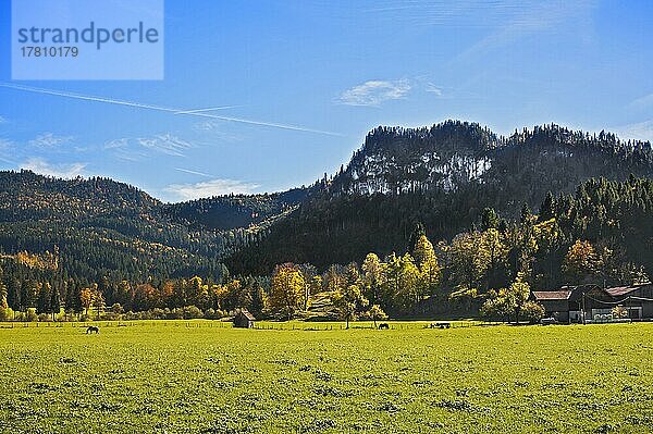 Herbstlicher Mischwald  Jachenau  Bayern  Deutschland  Europa