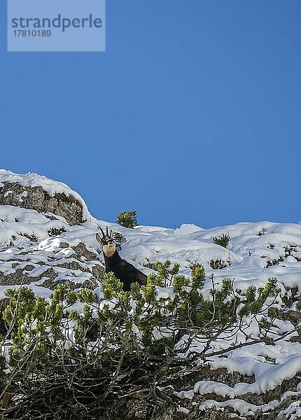 Gämse (Rupicapra rupicapra) im Winter  Ammergauer Alpen  Bayern  Deutschland  Europa