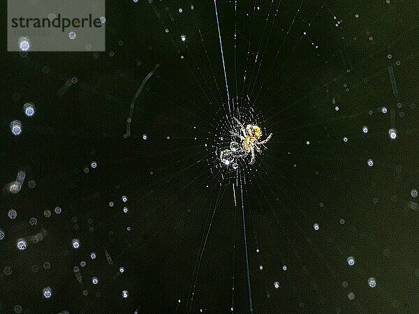 Kleinste Krabbenspinne (>1mm) in Spinnennetz  mit Tautropfen  dunkler Hintergrund  Baden-Baden  Baden-Württemberg Deutschland