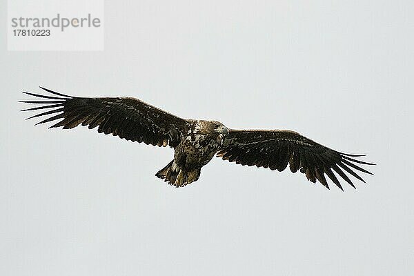 Seeadler (Haliaeetus albicilla)  Lofoten  Norwegen  Europa