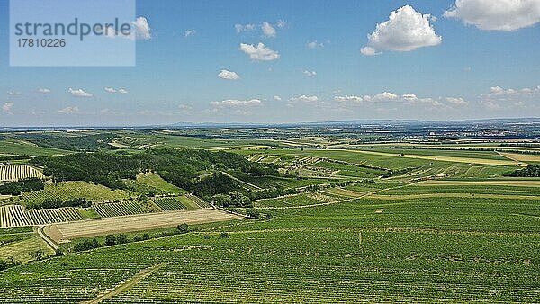 Landschaft im Sommer mit Weingärten  Grenzland  Weinviertel  Hadres  Niederösterreich  Österreich  Europa