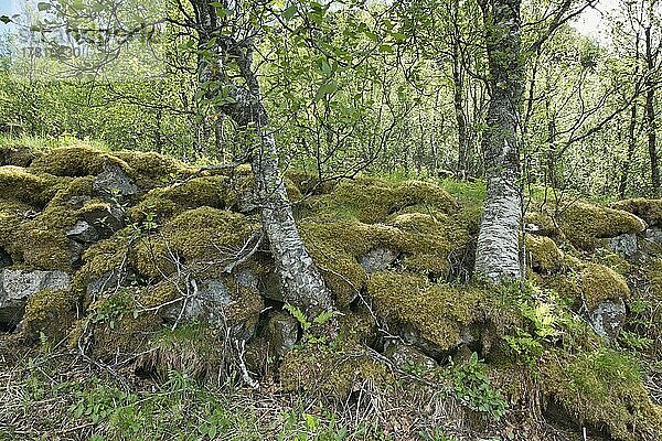 Bemooste Findlingsmauer mit Birken (Betula pendula)  Kvaloya  Norwegen  Europa