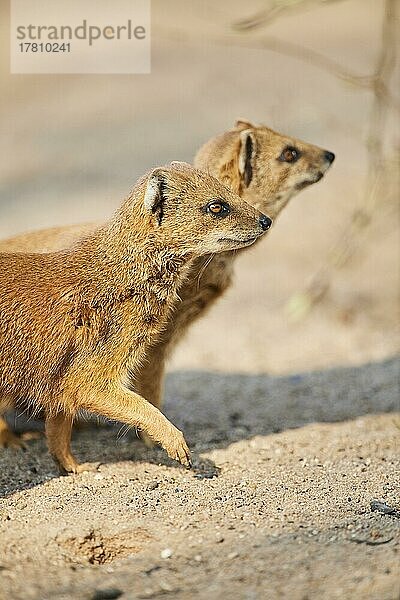 Fuchsmanguste (Cynictis penicillata)  die auf dem Boden läuft  Bayern  Deutschland  Europa