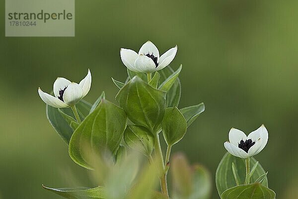 Schwedischer Hartriegel (Cornus suecica)  Kvaloya  Norwegen  Europa