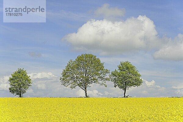 Laubbäume an einem blühenden Rapsfeld (Brassica napus)  blauer Wolkenhimmel  Nordrhein-Westfalen  Deutschland  Europa