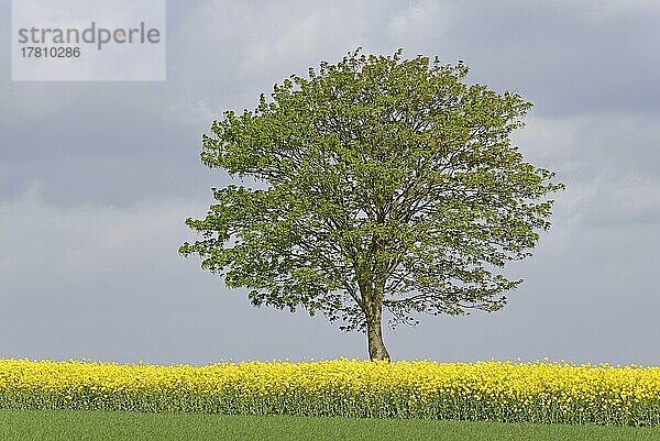 Ahorn (Acer)  Solitärbaum an einem blühenden Rapsfeld (Brassica napus)  Nordrhein-Westfalen  Deutschland  Europa