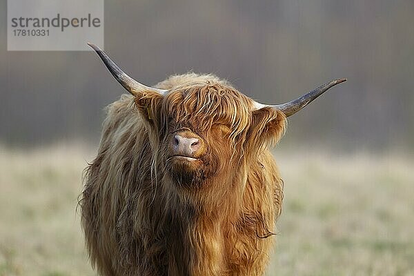 Hochlandrind (Bos taurus) erwachsenes Tierporträt  Suffolk  England  Großbritannien  Europa