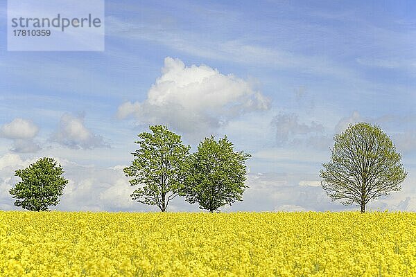 Laubbäume an einem blühenden Rapsfeld (Brassica napus)  blauer Wolkenhimmel  Nordrhein-Westfalen  Deutschland  Europa