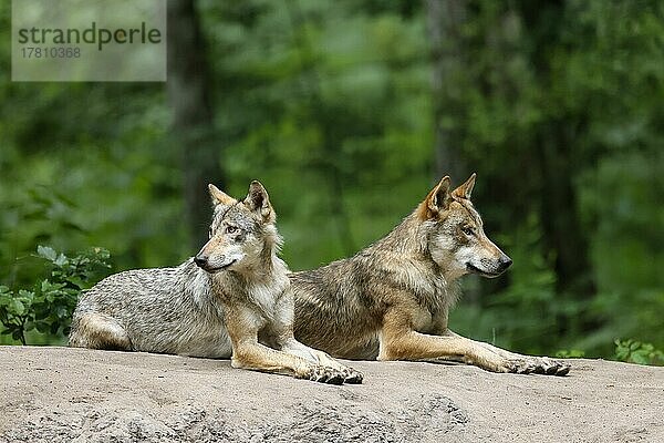Europäischer Wolf (Canis lupus)  Alttiere liegen auf einem Hügel  captive