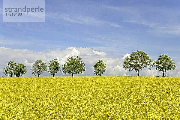 Laubbäume  Baumreihe an einem blühenden Rapsfeld (Brassica napus)  blauer Wolkenhimmel  Nordrhein-Westfalen  Deutschland  Europa