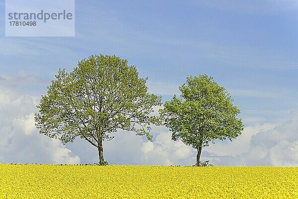 Laubbäume an einem blühenden Rapsfeld (Brassica napus)  blauer Wolkenhimmel  Nordrhein-Westfalen  Deutschland  Europa