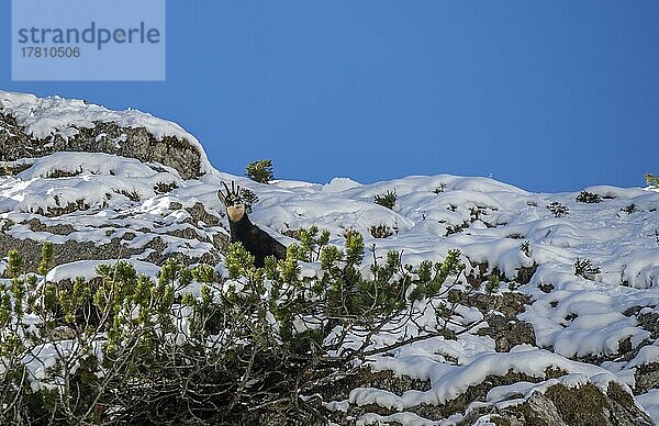 Gämse (Rupicapra rupicapra) im Winter  Ammergauer Alpen  Bayern  Deutschland  Europa