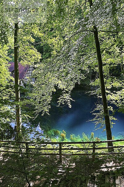 Blautopf  Karstquelle  Gewässer  Quelltopf  Laubbäume  Treppen  Weg  Geländer  Tourismus  Sehenswürdigkeiten  Blaubeuren  Baden-Württemberg  Deutschland  Europa
