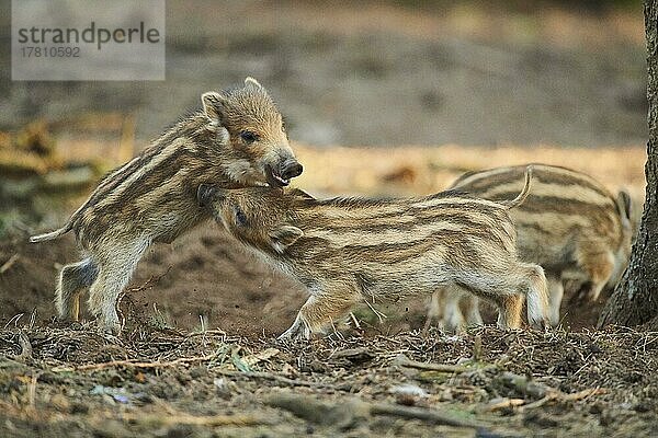 Frischling  Wildschwein (Sus scrofa) in einem Wald  Bayern  Deutschland  Europa