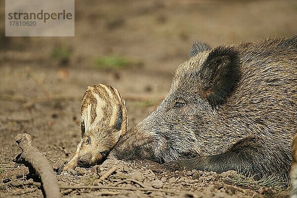 Wildschwein (Sus scrofa) mit ihrem Frischling (Quietscher) in einem Wald  Bayern  Deutschland  Europa