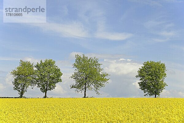 Laubbäume an einem blühenden Rapsfeld (Brassica napus)  blauer Wolkenhimmel  Nordrhein-Westfalen  Deutschland  Europa