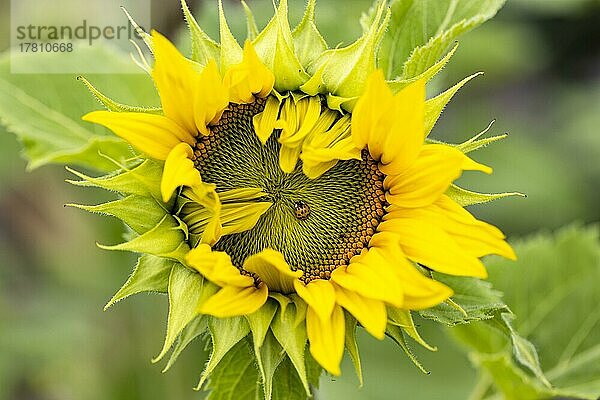 Marienkäfer auf einer Sonnenblume  Deutschland  Europa