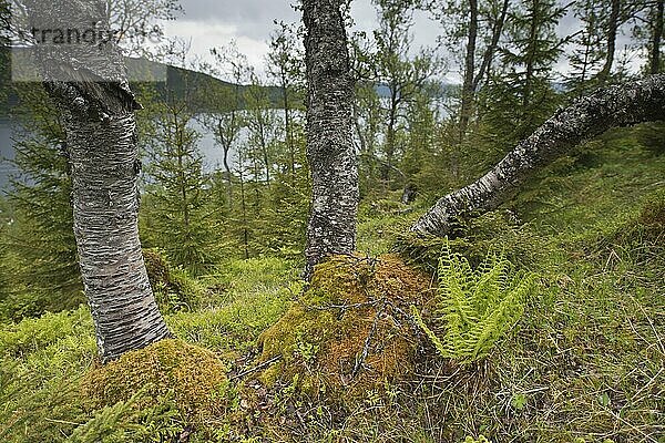 Birkenwald (Betula pendula)  Kvaloya  Norwegen  Europa