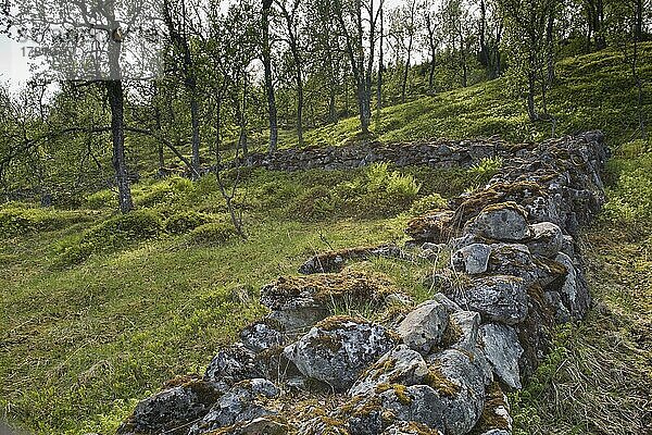 Bemooste Findlingsmauer  Kvaloya  Norwegen  Europa