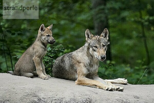 Europäischer Wolf (Canis lupus)  Alttier mit Welpen  captive