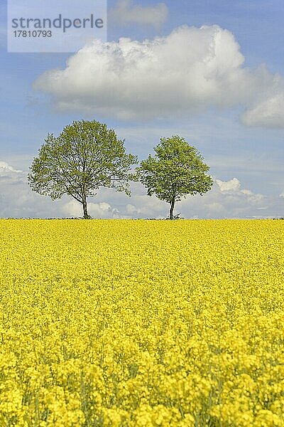 Laubbäume an einem blühenden Rapsfeld (Brassica napus)  blauer Wolkenhimmel  Nordrhein-Westfalen  Deutschland  Europa