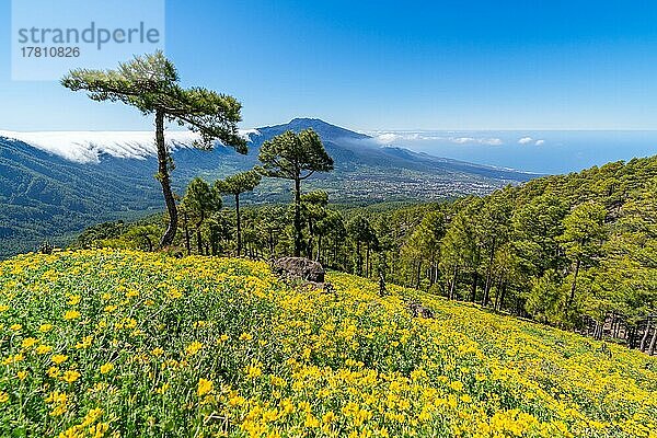 Blick vom Risco de las Cuevas zu den Vulkanen der Cumbre Nueva  Nationalpark Caldera de Taburiente  Insel La Palma  Kanarische Inseln  Spanien  Europa