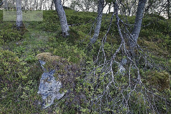 Morgenlicht im Birkenwald  Kvaloya  Norwegen  Europa