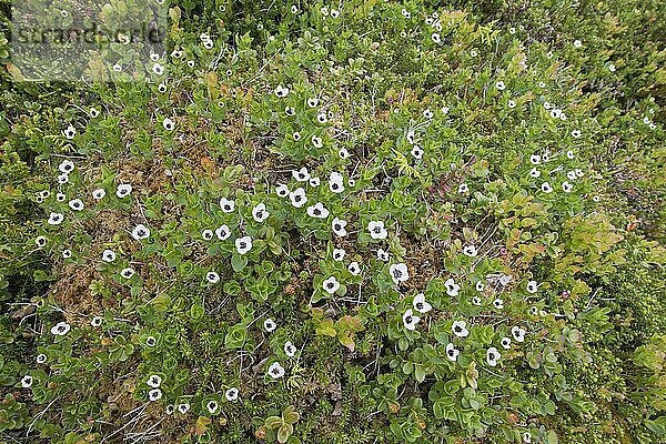 Schwedischer Hartriegel (Cornus suecica)  Kvaloya  Norwegen  Europa