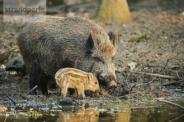 Wildschwein (Sus scrofa) mit ihrem Frischling (Quietscher) an einer kleinen Wasserstelle im Wald  Bayern  Deutschland  Europa