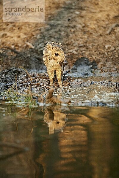 Wildschwein (Sus scrofa) Frischling  an einer kleinen Wasserstelle im Wald  Bayern  Deutschland  Europa