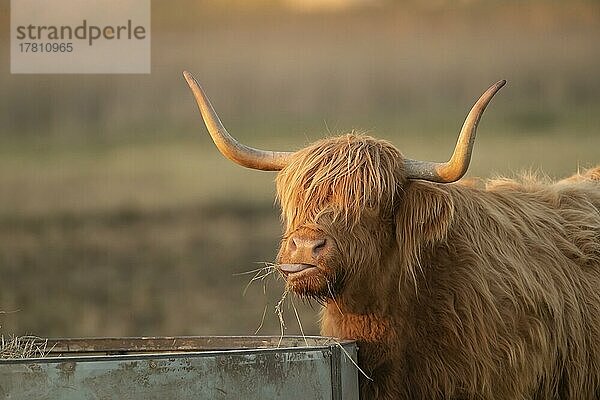 Hochlandrind (Bos taurus)  erwachsenes Tier beim Grasfressen  Lincolnshire  England  Großbritannien  Europa