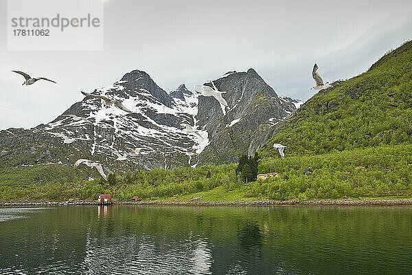 Fjordlandschaft  Kabelvag  Lofoten  Norwegen  Europa