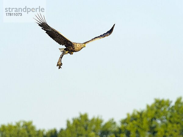 Seeadler (Haliaeetus albicilla)  fliegend mit Beute  Oberlausitz  Sachsen  Deutschland  Europa