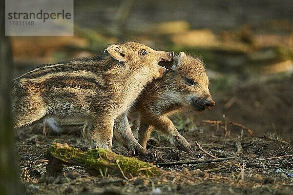 Frischling  Wildschwein (Sus scrofa) in einem Wald  Bayern  Deutschland  Europa