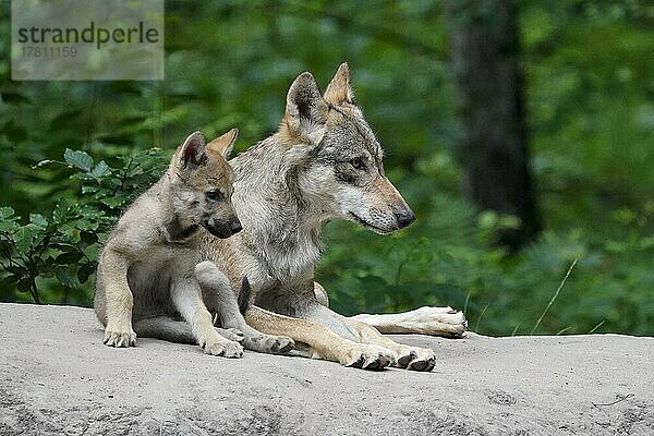 Europäischer Wolf (Canis lupus)  Alttier mit Welpen  captive