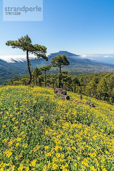 Blick vom Risco de las Cuevas zu den Vulkanen der Cumbre Nueva  Nationalpark Caldera de Taburiente  Insel La Palma  Kanarische Inseln  Spanien  Europa