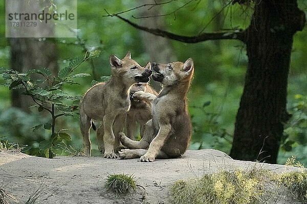 Europäischer Wolf (Canis lupus) Welpen beim spielen  captive