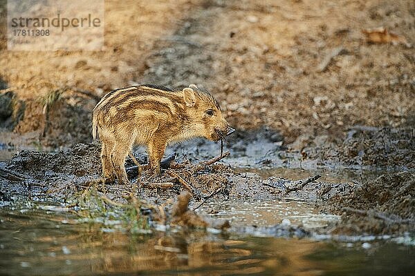 Wildschwein (Sus scrofa) quiekt an einer kleinen Wasserstelle im Wald  Bayern  Deutschland  Europa