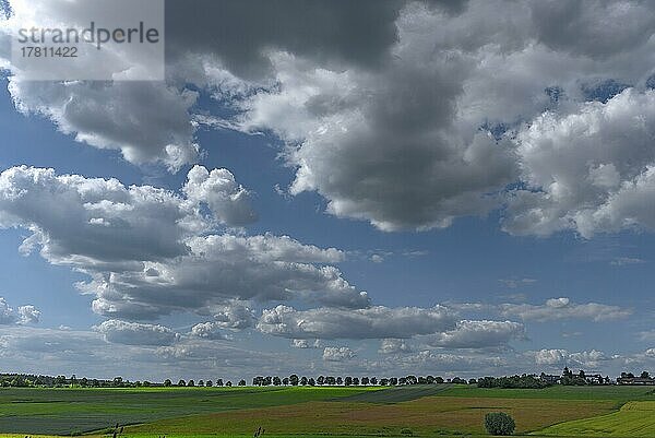 Fränkische Landschaft mit Baumallee  Kalchreuth  Mittelfranken  Bayern  Deutschland  Europa