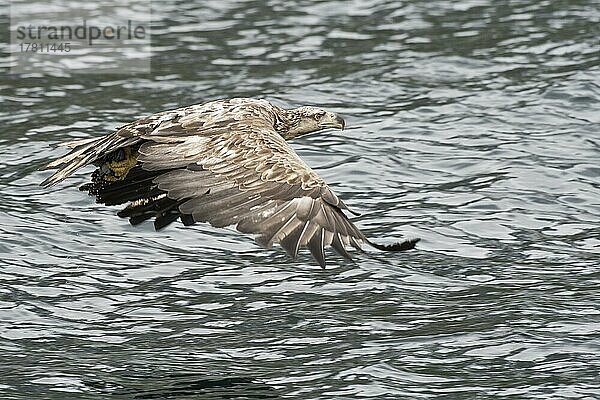 Seeadler (Haliaeetus albicilla)  Lofoten  Norwegen  Europa